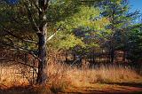 Tree By The Trail_10040